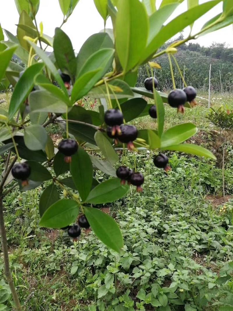 【巴西】樱桃苗盆栽水果苗南北方皆可种植可观赏