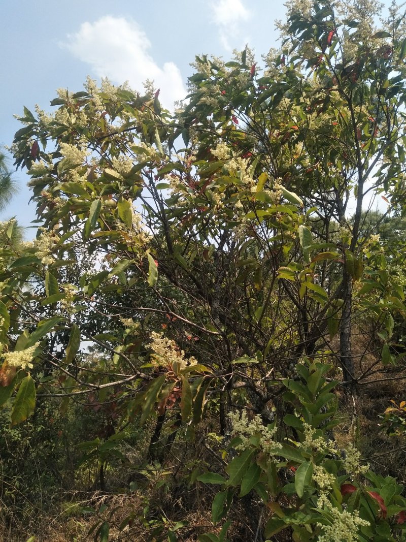 蜂蜜，是多种花蜜酿成的混合蜂蜜，味甜，具有天然蜜的香气。