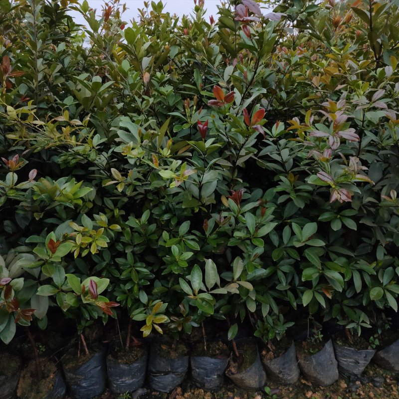 巴西甜樱桃苗盆栽水果苗南北方可种植当年开花结果