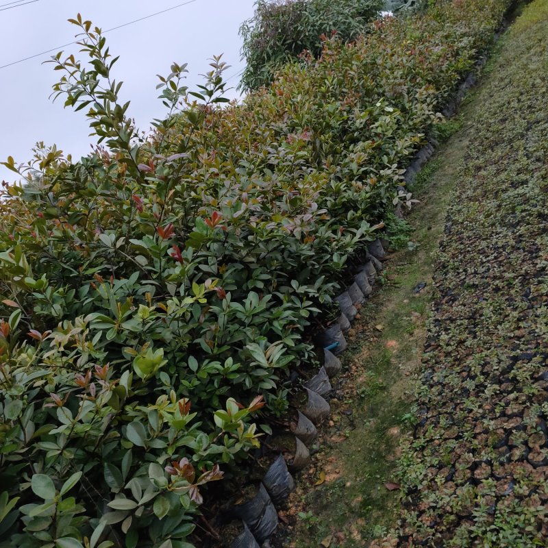 巴西甜樱桃苗盆栽水果苗南北方可种植当年开花结果