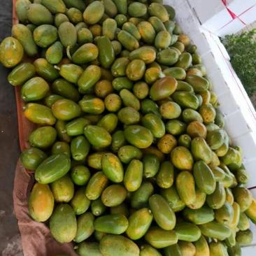 中白木瓜大量现货出售可及时联系
