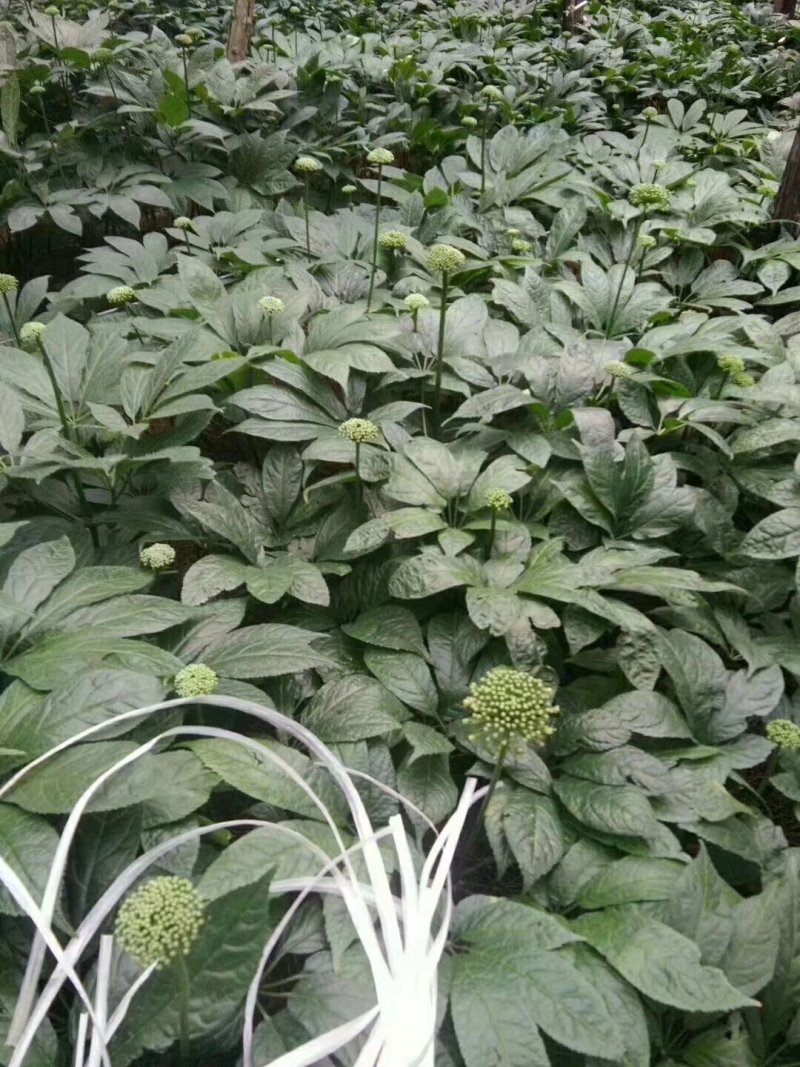 三七粉，三七颗粒