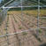 冷棚春秋大棚3.6米钢管用种植韭菜棚蒲公英用大棚