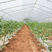 冷棚春秋大棚3.6米钢管用种植韭菜棚蒲公英用大棚