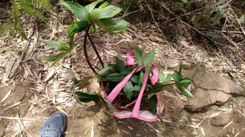 野生重楼七叶一枝花自挖现采