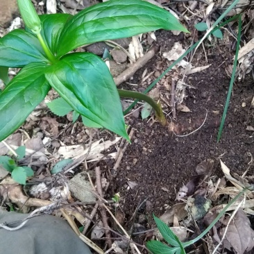 野生重楼七叶一枝花自挖现采
