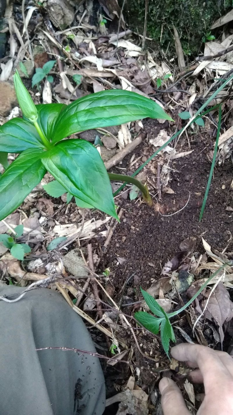 野生重楼七叶一枝花自挖现采