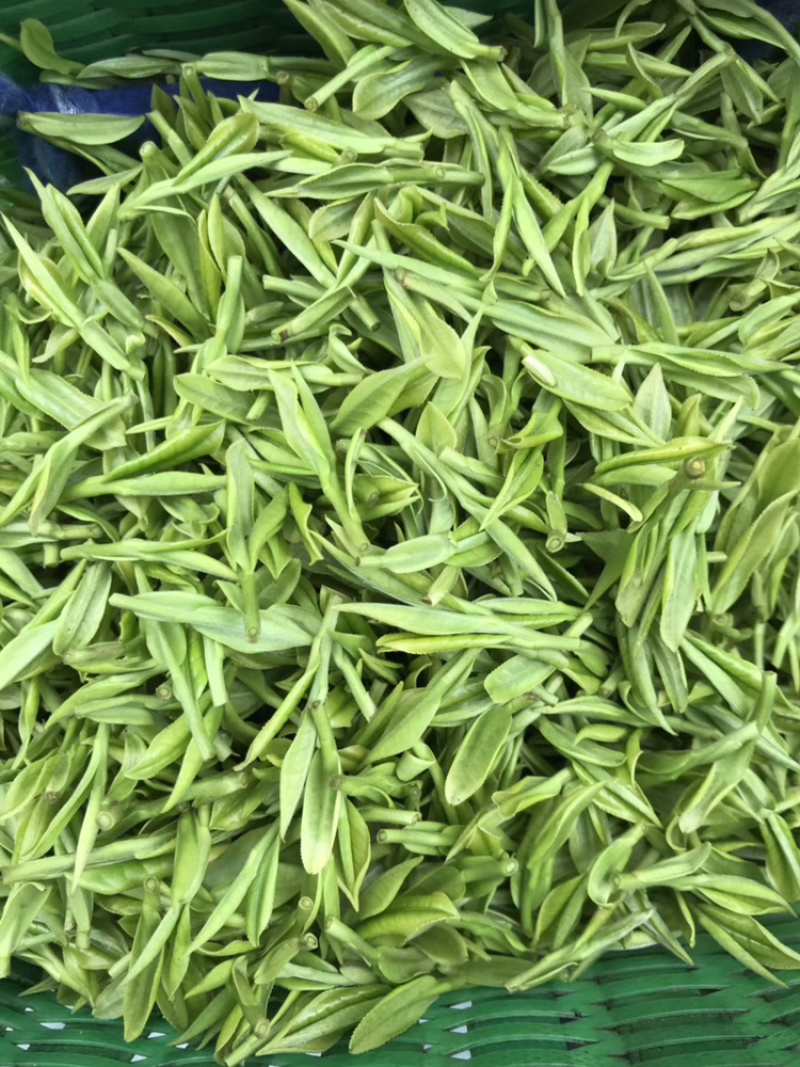 2026安吉白茶，春茶，茶如其人，找对了人，就找到茶