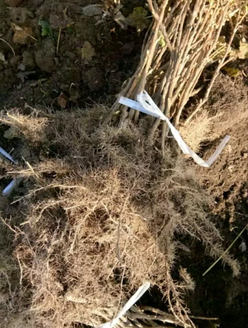 黑加仑苗树葡萄苗大果粒黑豆苗醋栗莓苗一到四年大苗