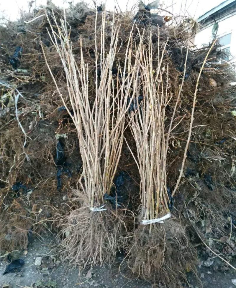 黑加仑苗树葡萄苗大果粒黑豆苗醋栗莓苗一到四年大苗