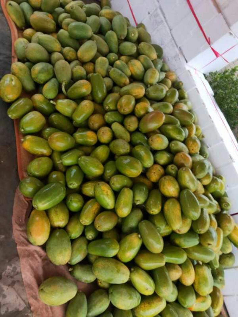 中白木瓜大量现货出售可及时联系