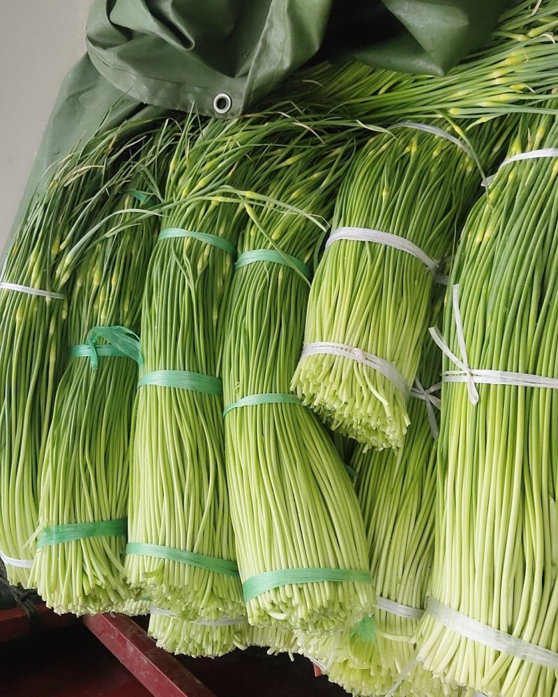 什邡蒜薹（保质保量，欢迎选购