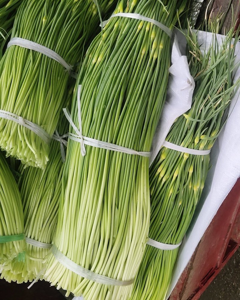 什邡蒜薹（保质保量，欢迎选购