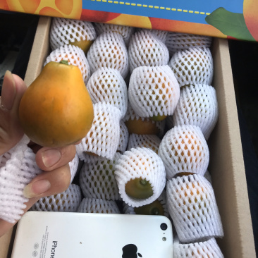 脆蜜金桔苗(脆蜜金桔)自家育苗基地品种纯