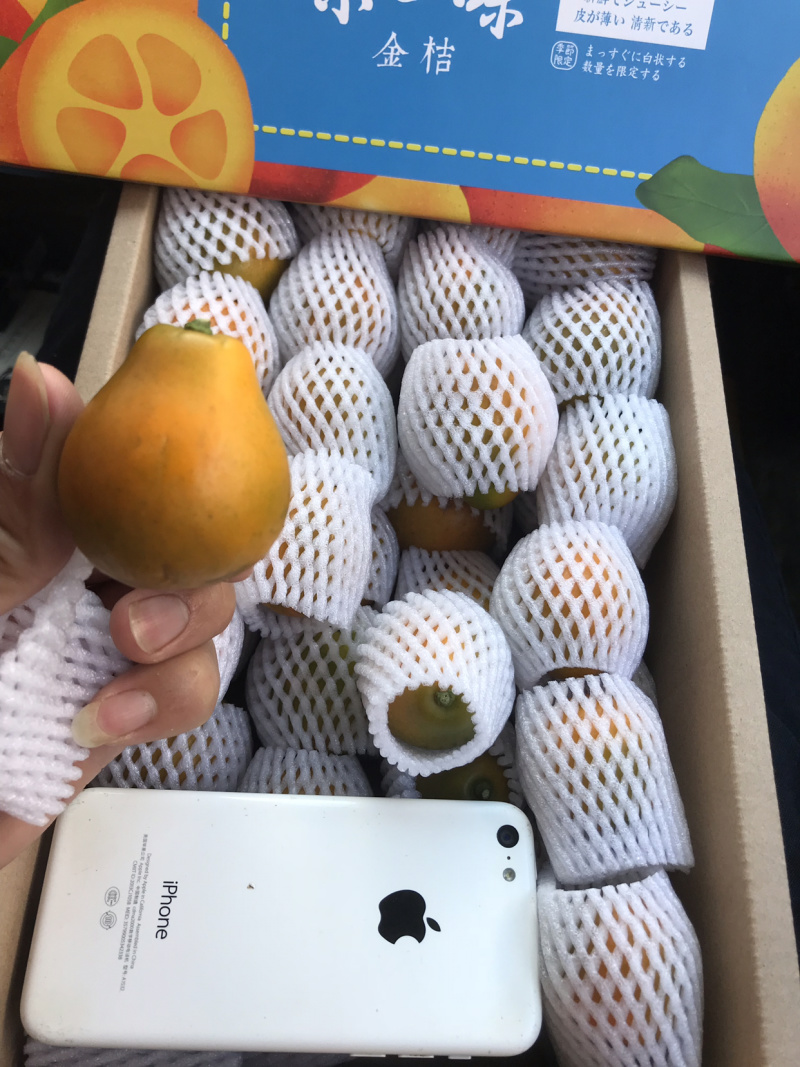 脆蜜金桔苗(脆蜜金桔)自家育苗基地品种纯