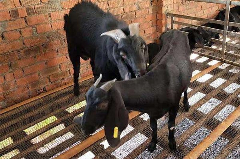 养殖肉牛肉羊西门塔尔波尔山羊一头利润