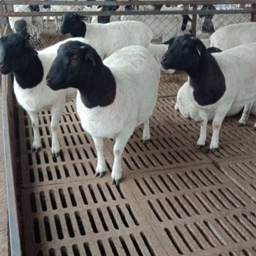 养殖肉牛肉羊西门塔尔波尔山羊一头利润