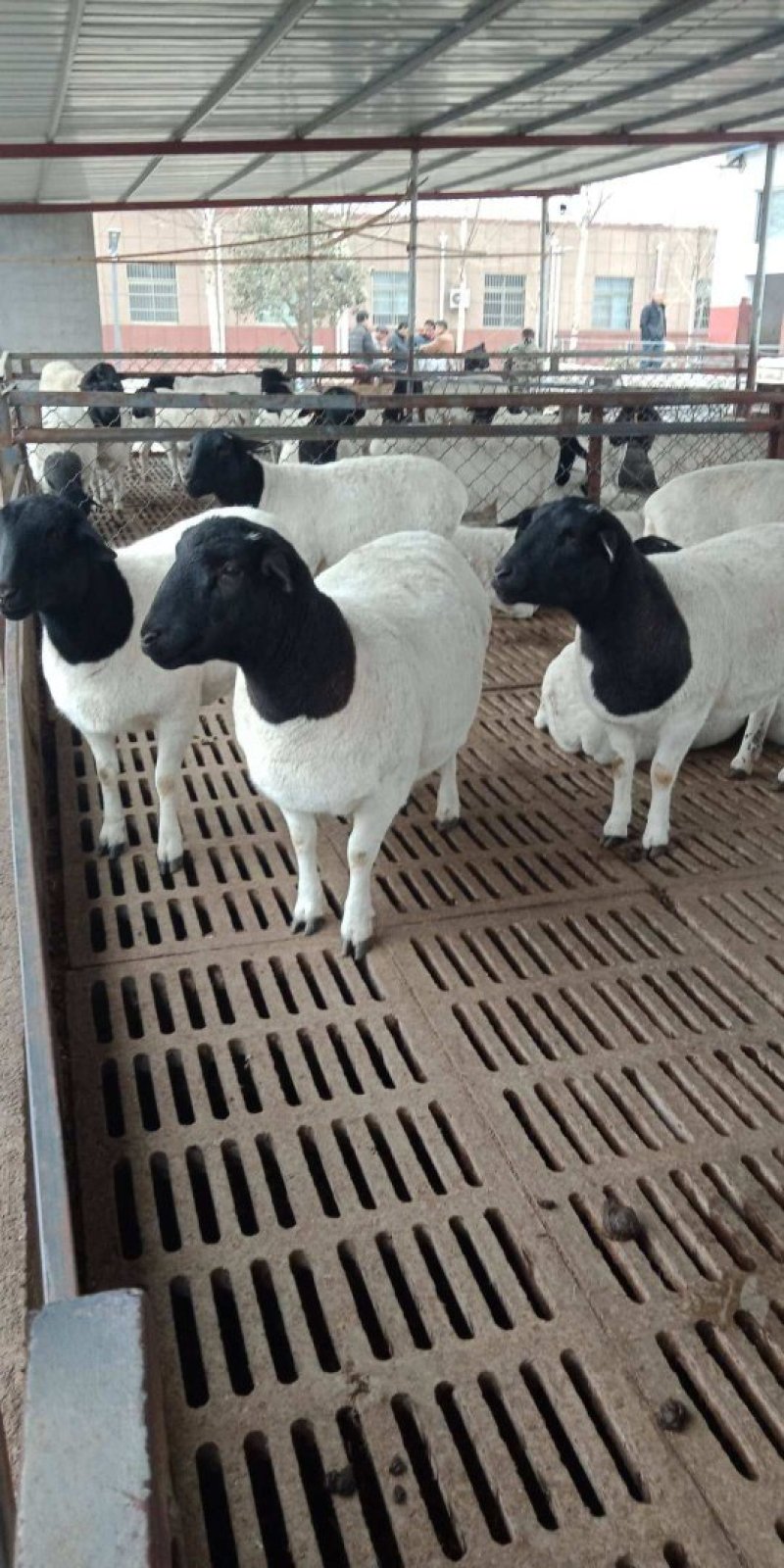 养殖肉牛肉羊西门塔尔波尔山羊一头利润