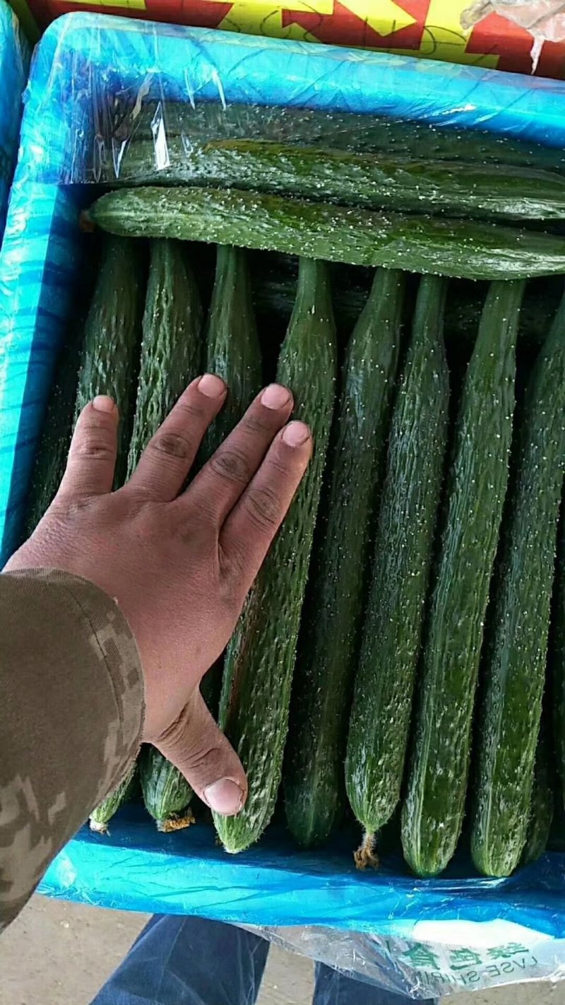 河南高兴果蔬代办中心嫁接黑条油亮密型刺黄瓜，干花带刺