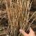 红加仑苗红醋栗莓苗红豆果苗当年挂果大苗！