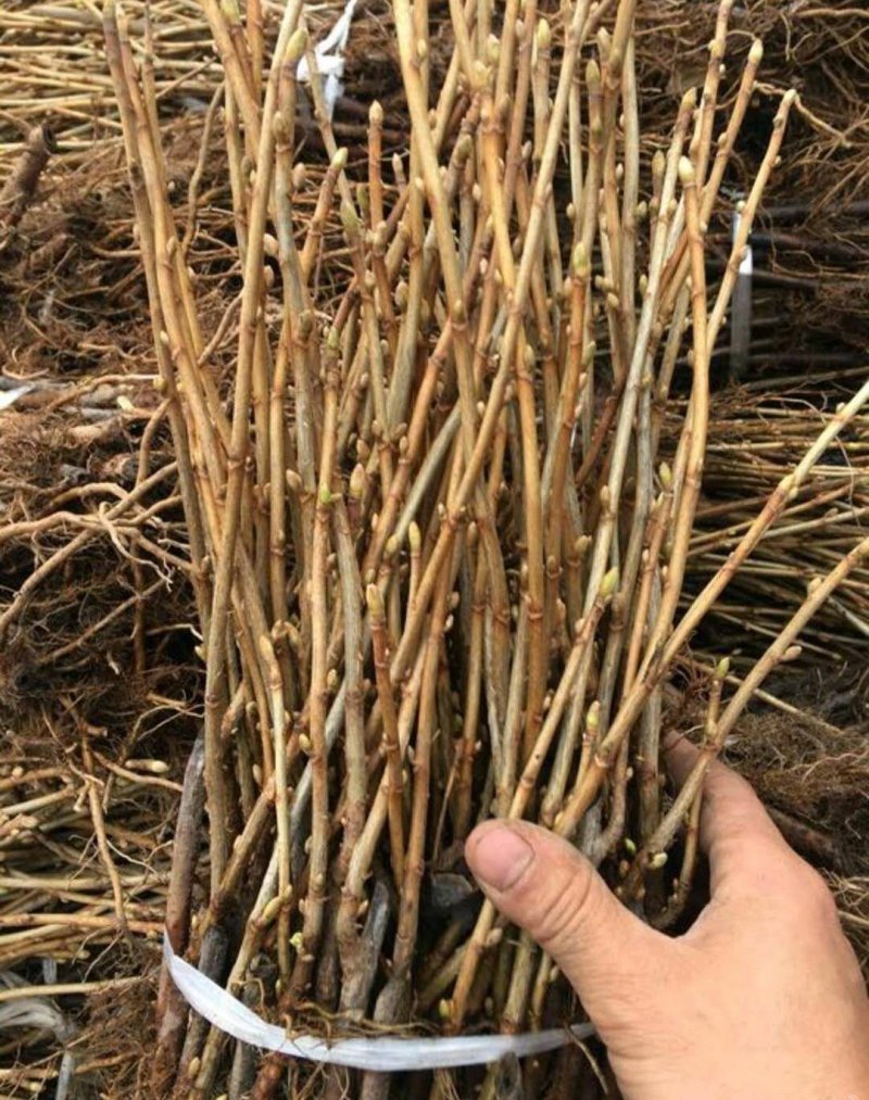 红加仑苗红醋栗莓苗红豆果苗当年挂果大苗！