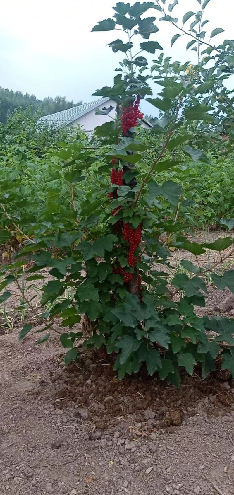 红加仑苗红醋栗莓苗红豆果苗当年挂果大苗！