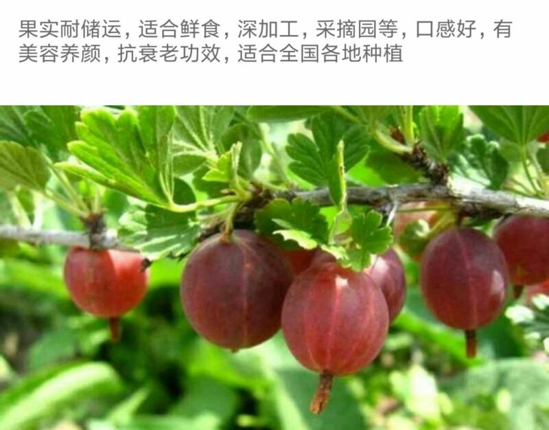 灯笼果苗红醋栗莓苗鹅莓苗抗寒能力强当年挂果大苗