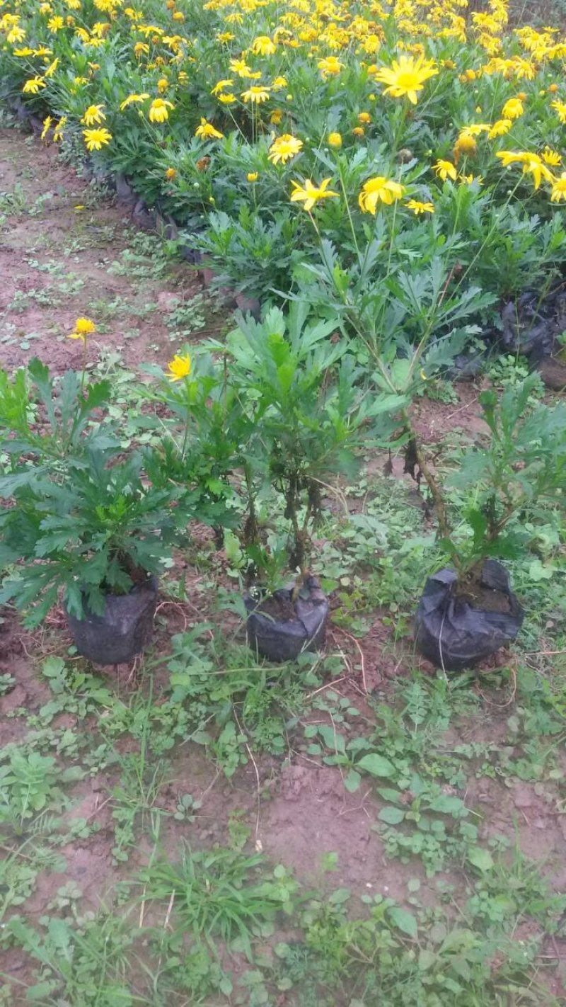 木春菊基地批发，量大从优，物美廉价
