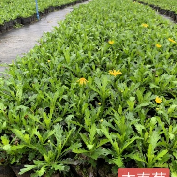 木春菊基地批发，量大从优，物美廉价