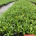 木春菊基地批发，量大从优，物美廉价