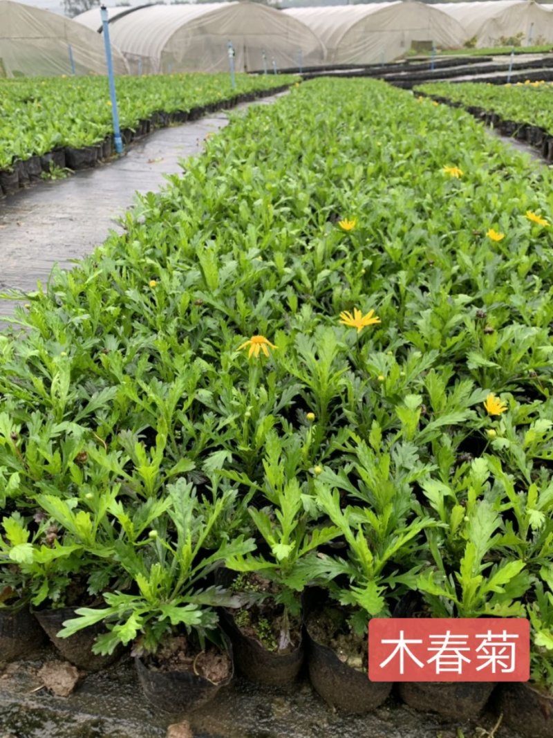 木春菊基地批发，量大从优，物美廉价
