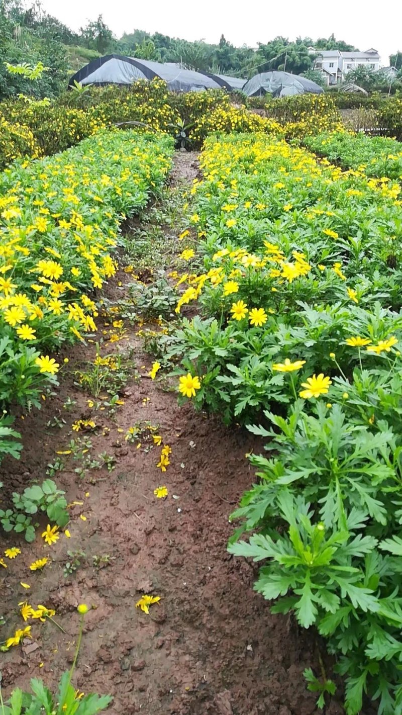 木春菊基地批发，量大从优，物美廉价