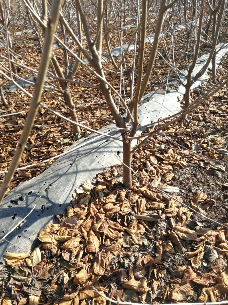 出售樱桃树苗和甜蜜蓝宝石及阳光玫瑰葡萄苗