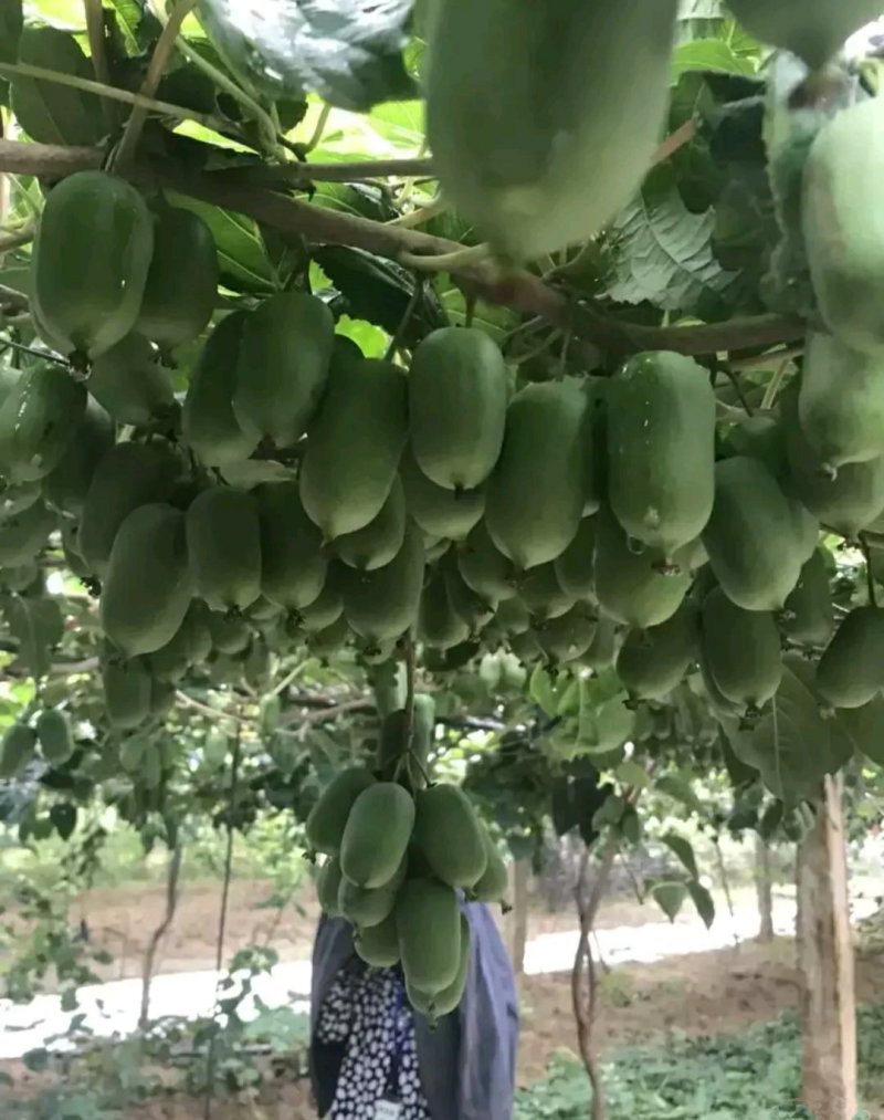 软枣猕猴桃苗一到三年生
