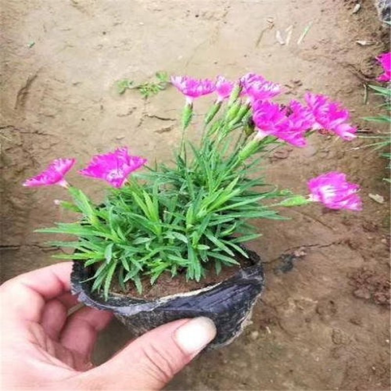 欧石竹石竹，四季开花，养护简单