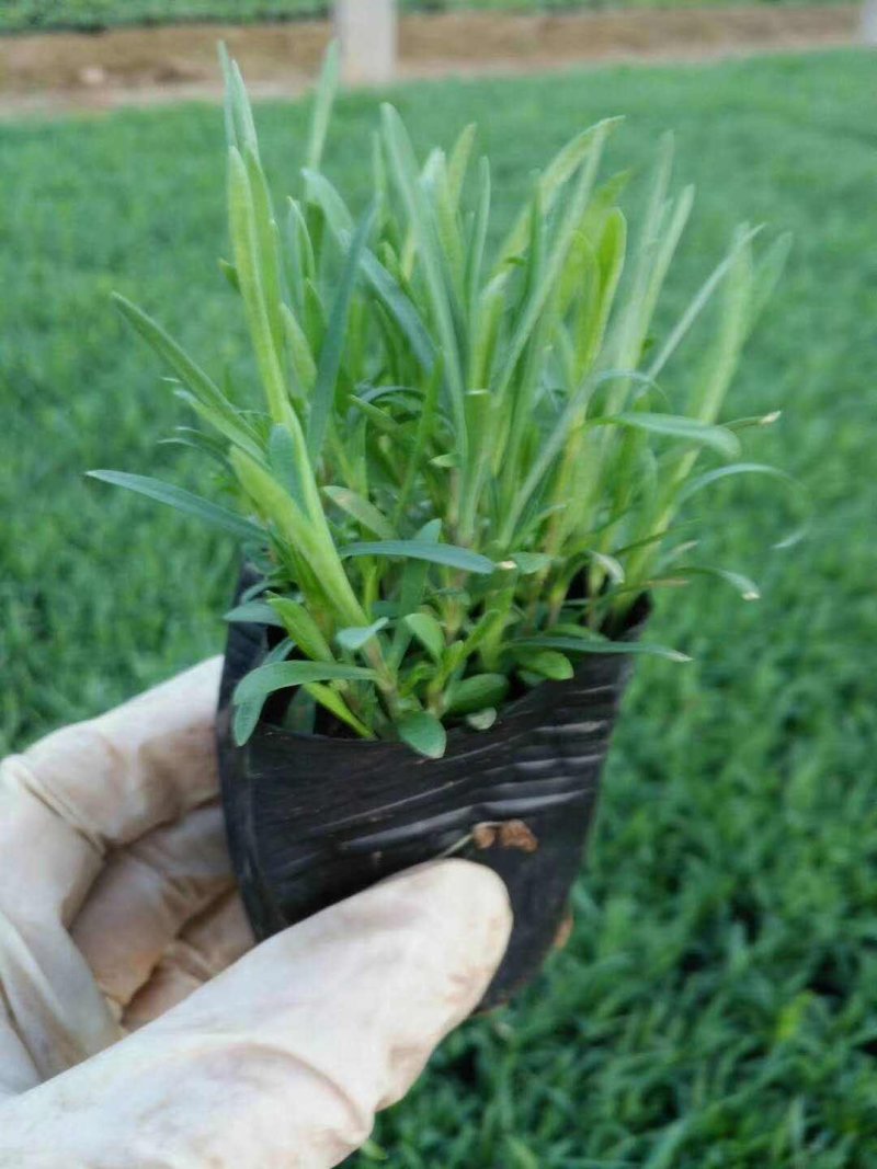 欧石竹石竹，四季开花，养护简单
