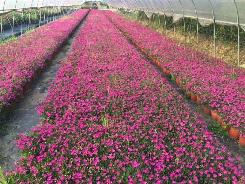 欧石竹石竹，四季开花，养护简单