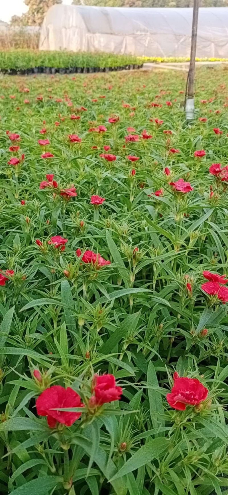 欧石竹石竹，四季开花，养护简单