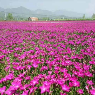 欧石竹石竹，四季开花，养护简单