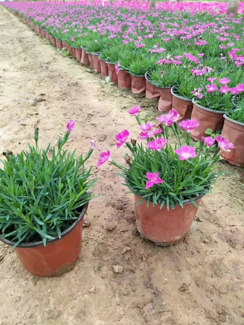 欧石竹石竹，四季开花，养护简单