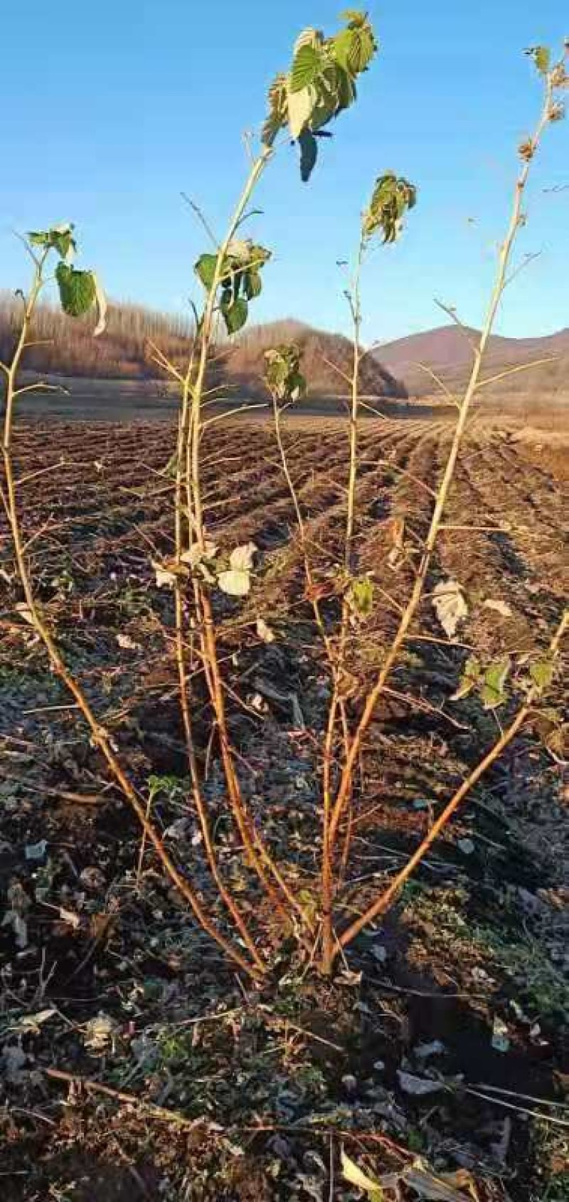 双季黄树莓苗当年挂果苗大果粒特别甜的黄树莓