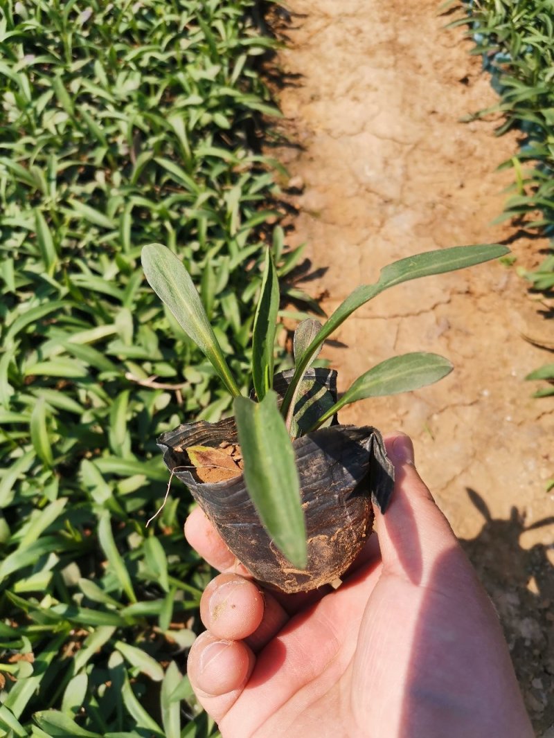 绿化用紫菀花优质多芽紫菀苗大量有货，欢迎实地看货