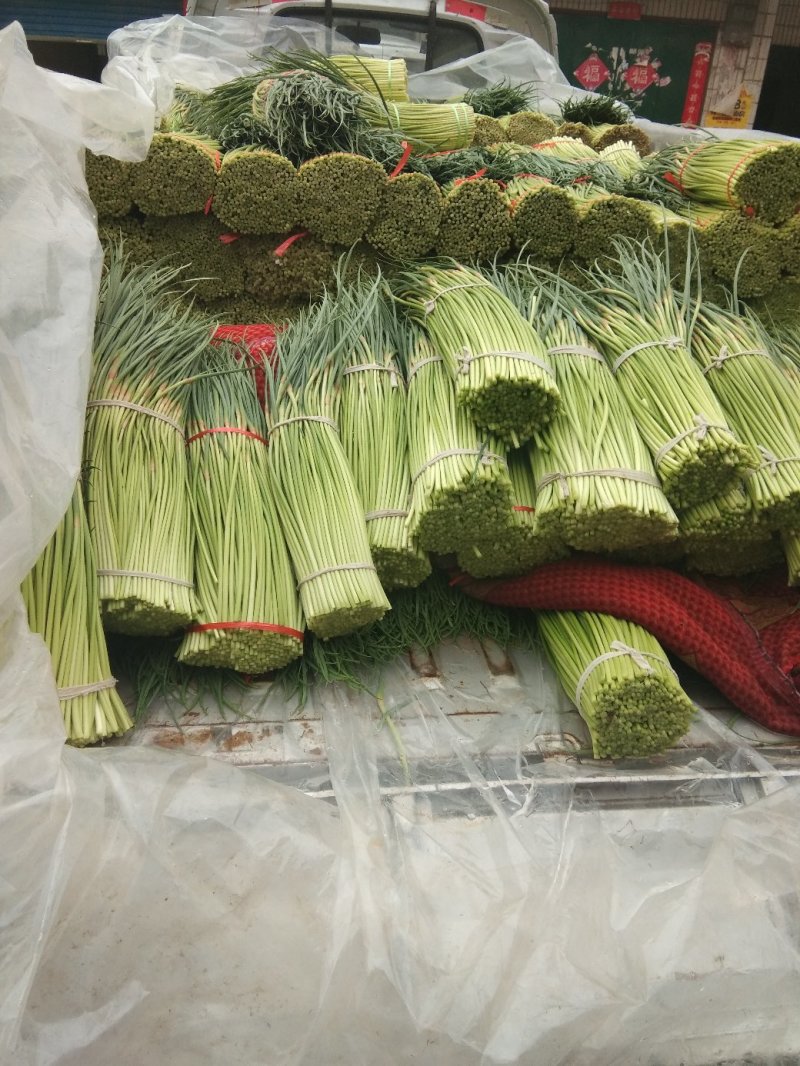 河南中牟红帽蒜薹产地直供货源充足已质量生存。