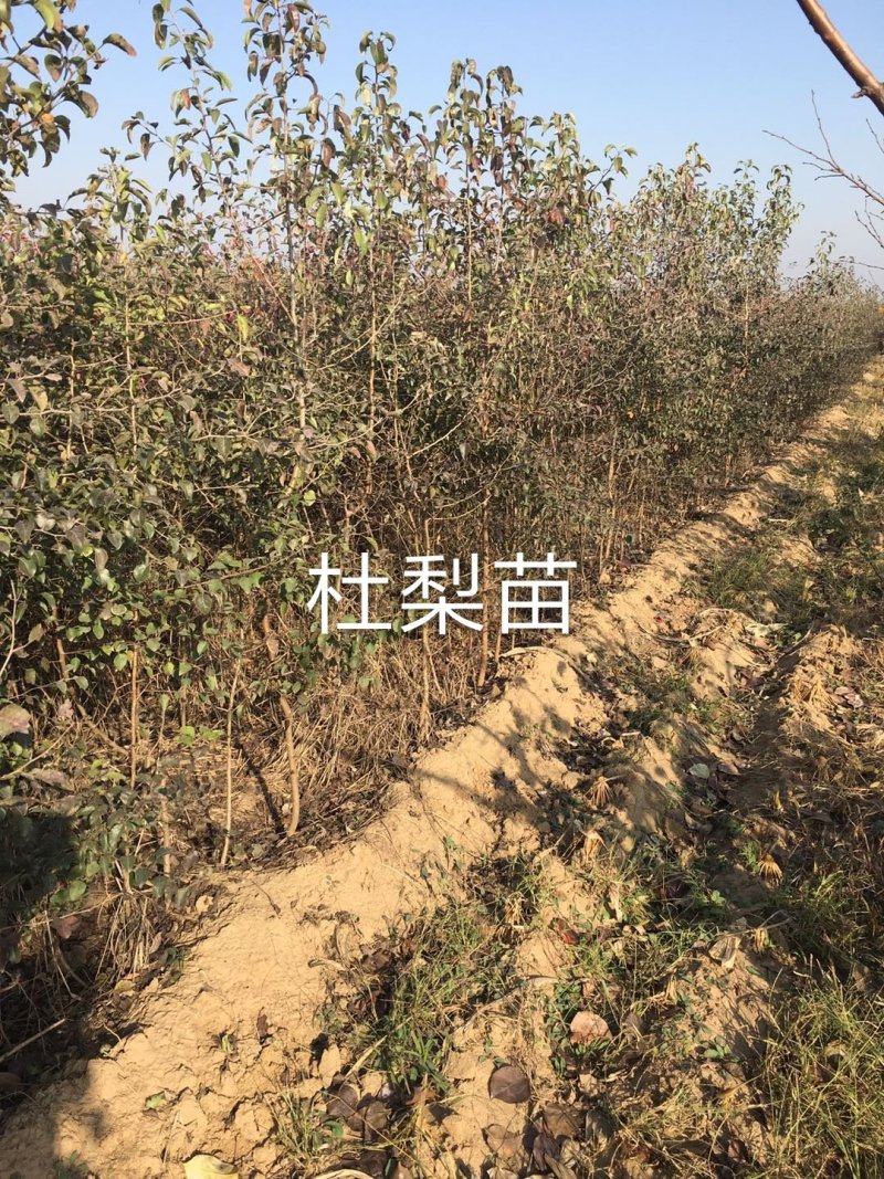 1.5以上杜梨苗，2～4公分，4—10公分杜梨树苗。