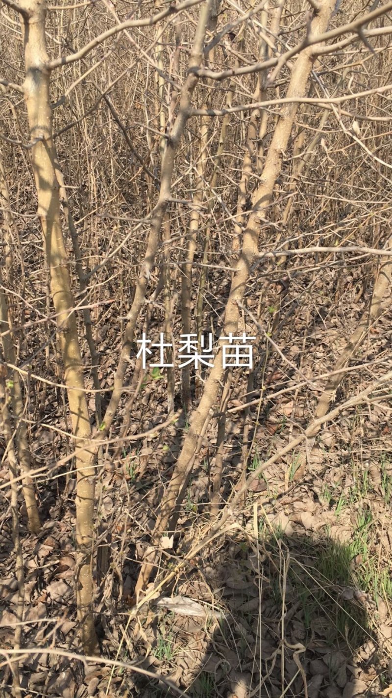 1.5以上杜梨苗，2～4公分，4—10公分杜梨树苗。