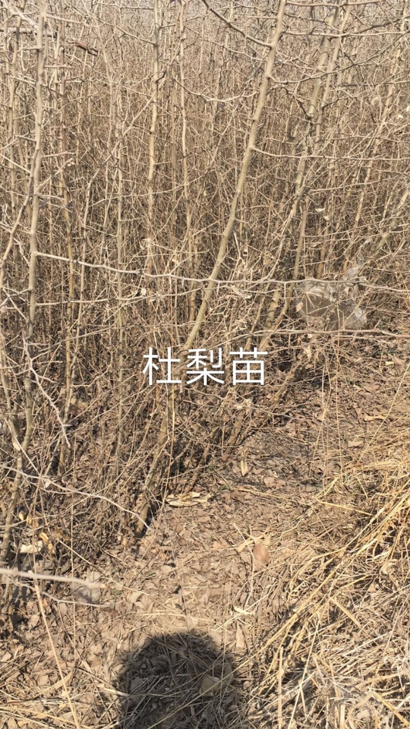 1.5以上杜梨苗，2～4公分，4—10公分杜梨树苗。