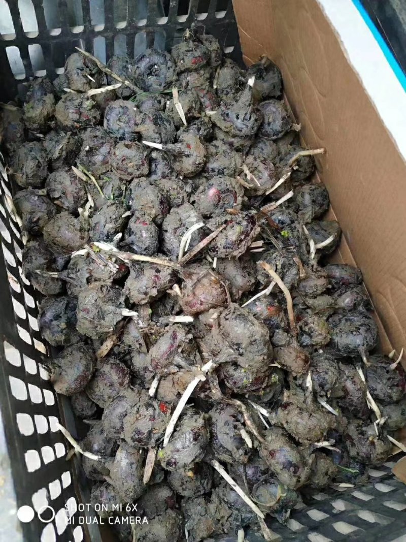 马蹄儿种子种苗荸荠种子种苗