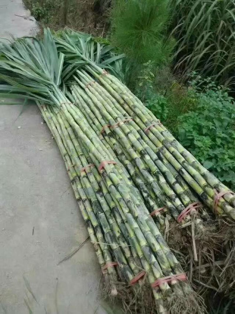 马蹄儿种子种苗荸荠种子种苗