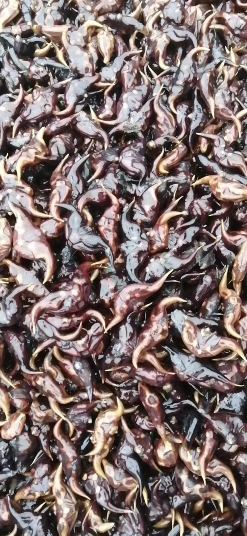 马蹄儿种子种苗荸荠种子种苗