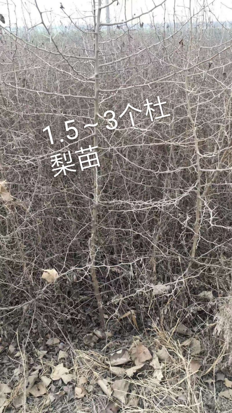 1.5以上杜梨苗，2～4公分，4—10公分杜梨树苗。